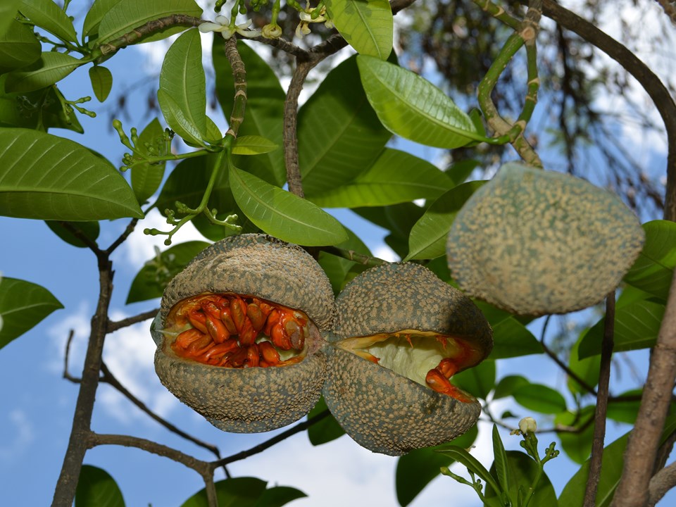 🌳Early Spring Planting Plan🌳Toad Tree Seeds🐸