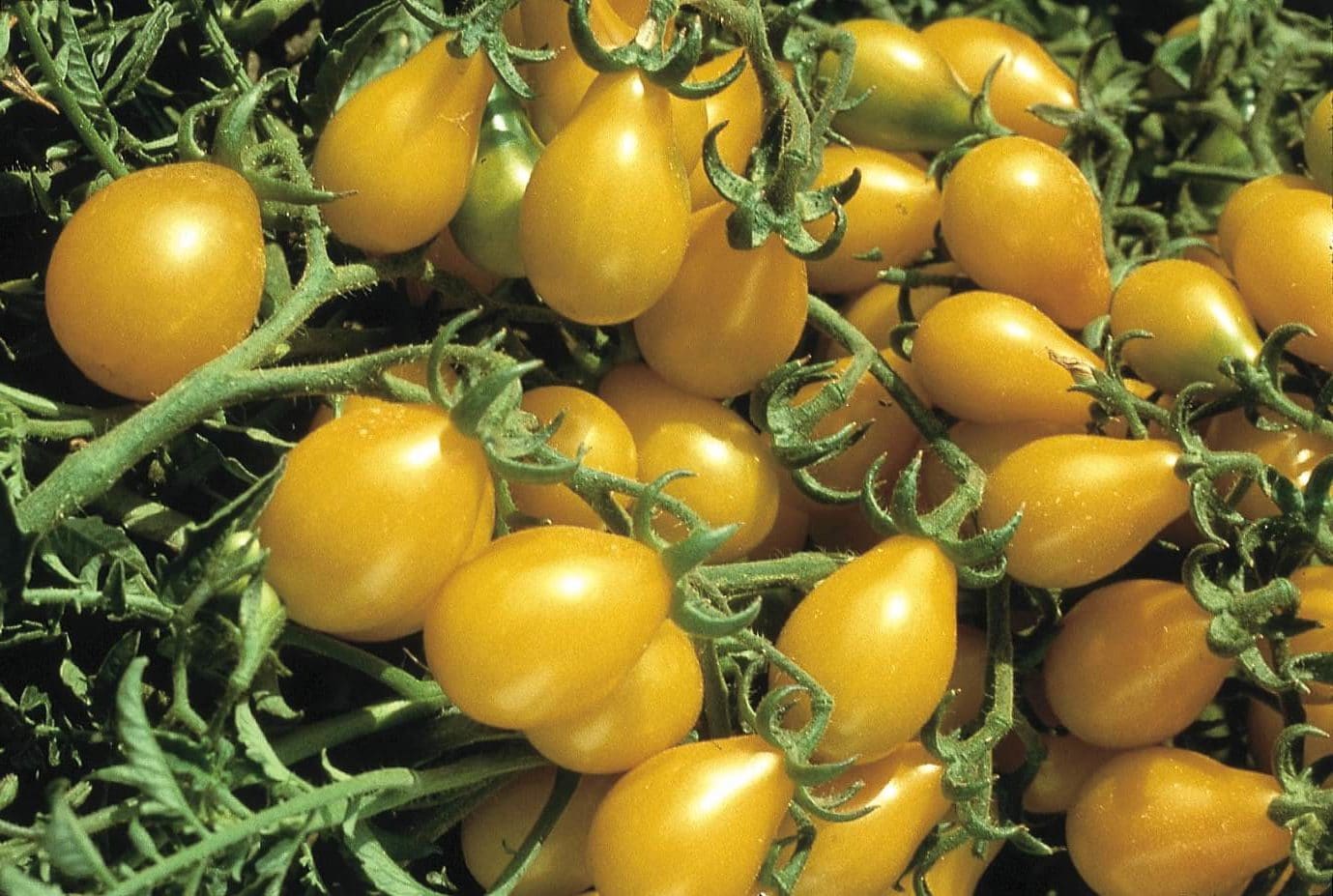 Yellow Pear Tomato (Treated Seed) | Seedway