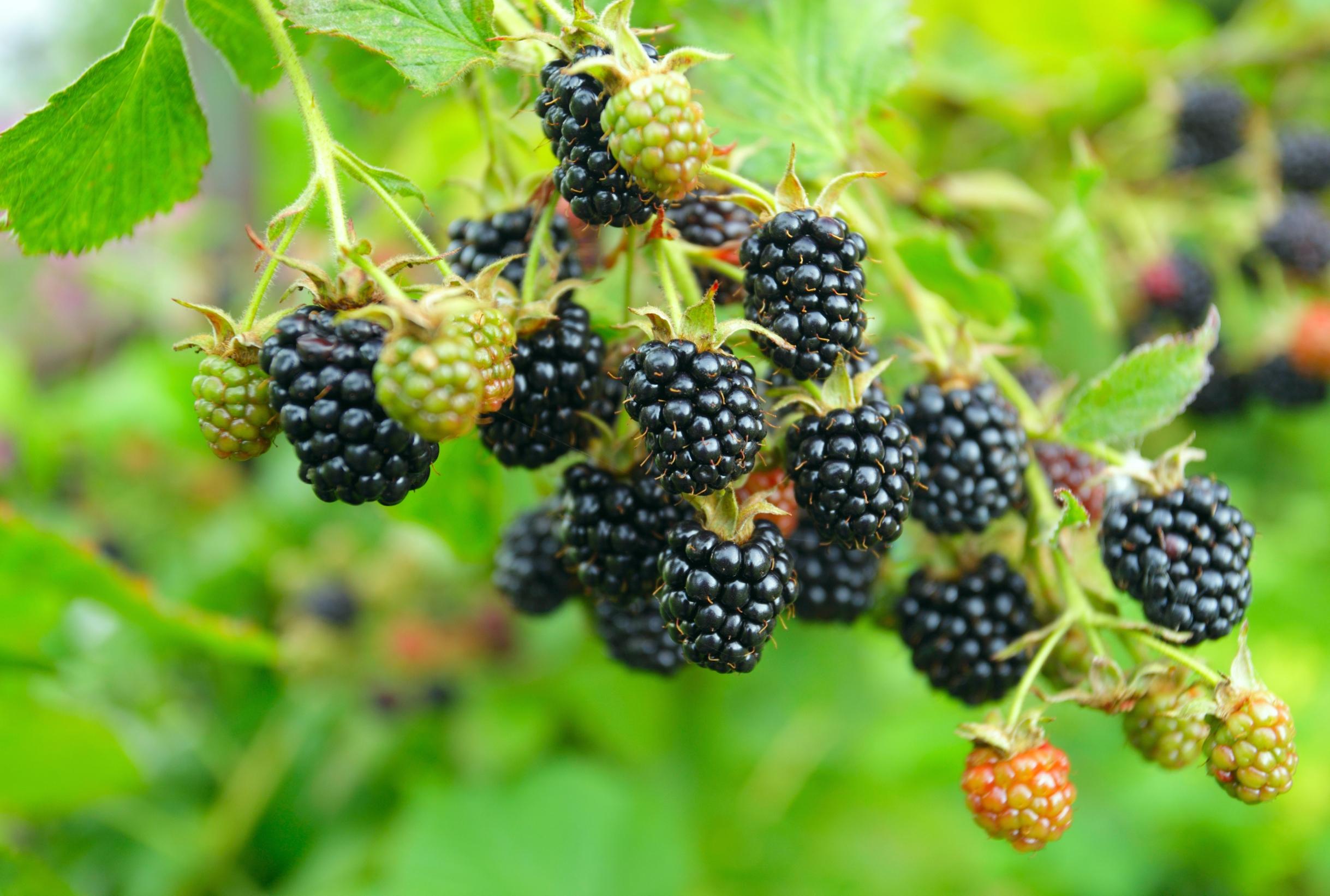 Blackberry Triple Crown - Wingard's Market