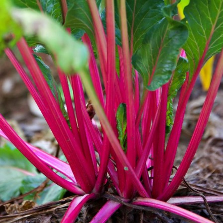 Pink Lipstick Swiss Chard Seeds 