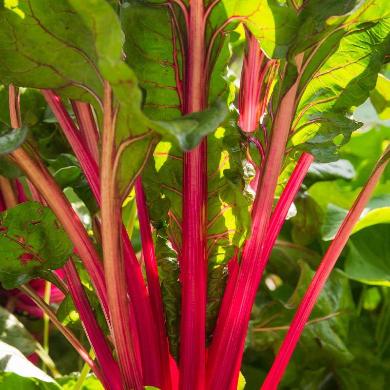 Rhubarb Supreme Organic Swiss Chard Seeds