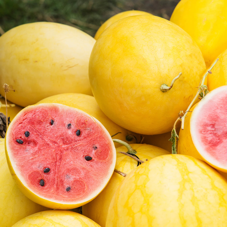 Golden Midget Watermelon Seeds