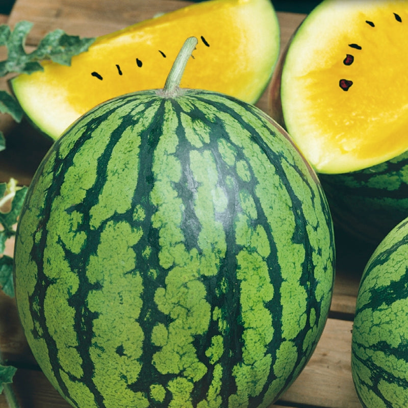Watermelon Seeds, Petite Yellow &ndash; McKenzie Seeds