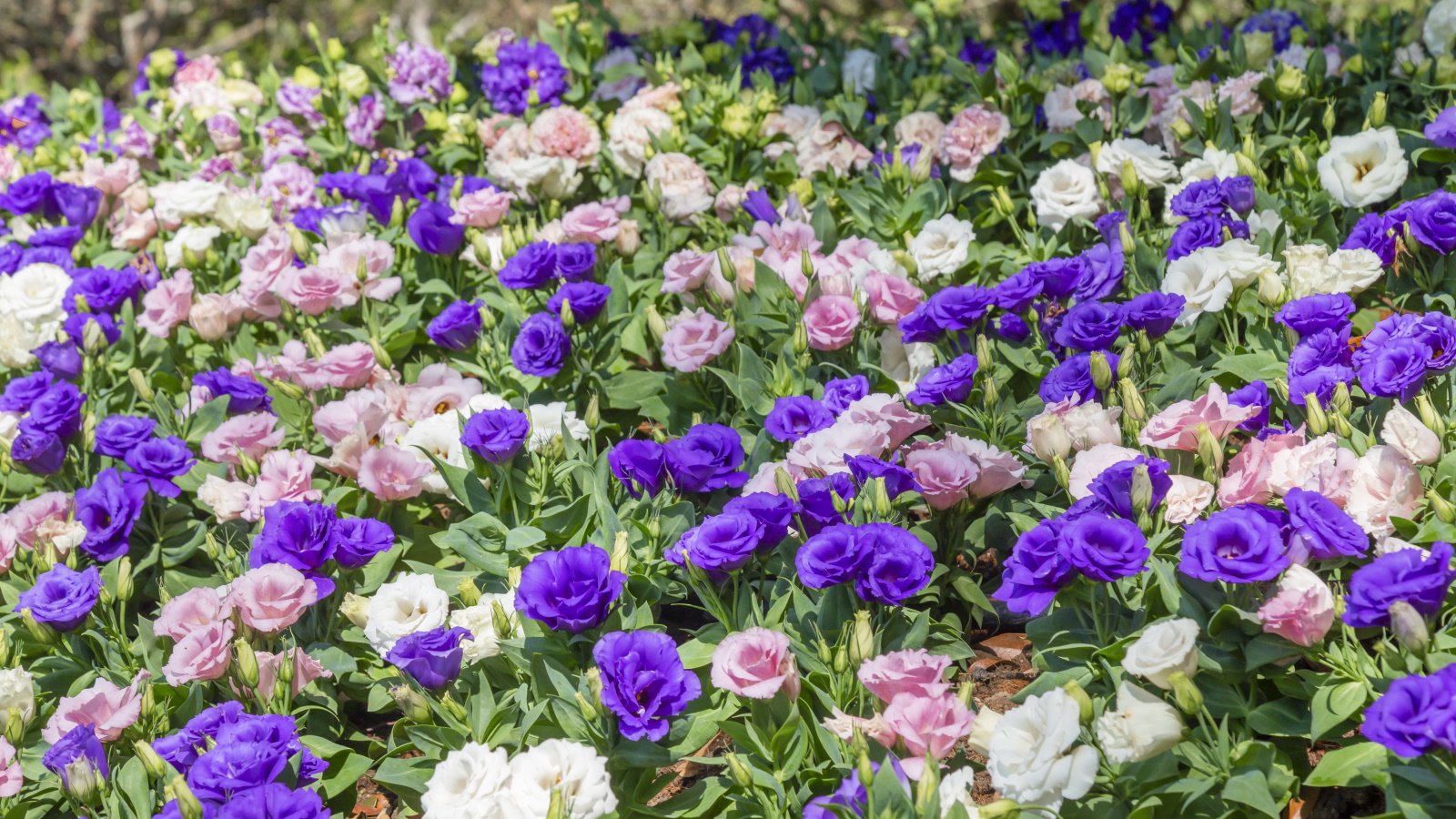 How to grow lisianthus: advice from a professional gardener |