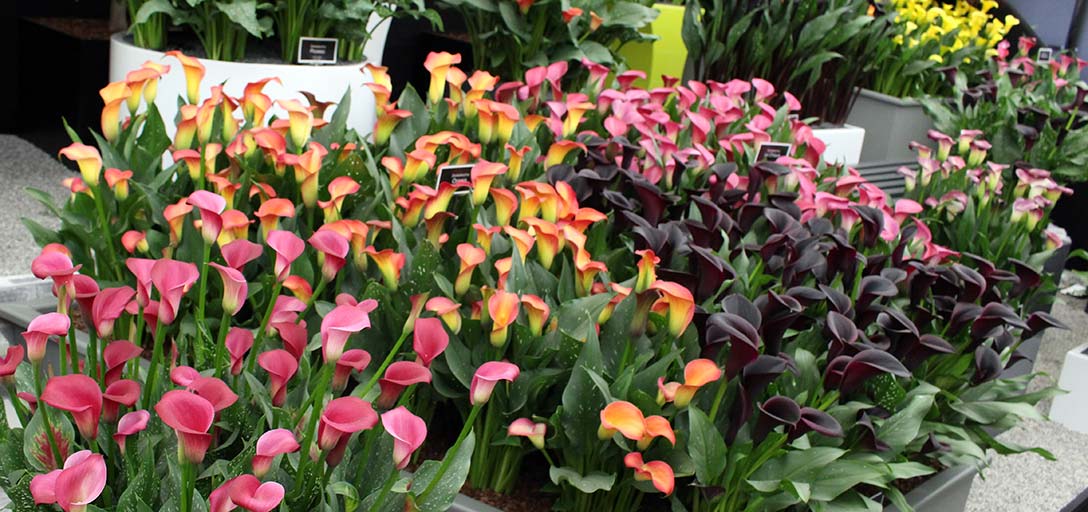 Éxito con los lirios cala / Jardinería RHS