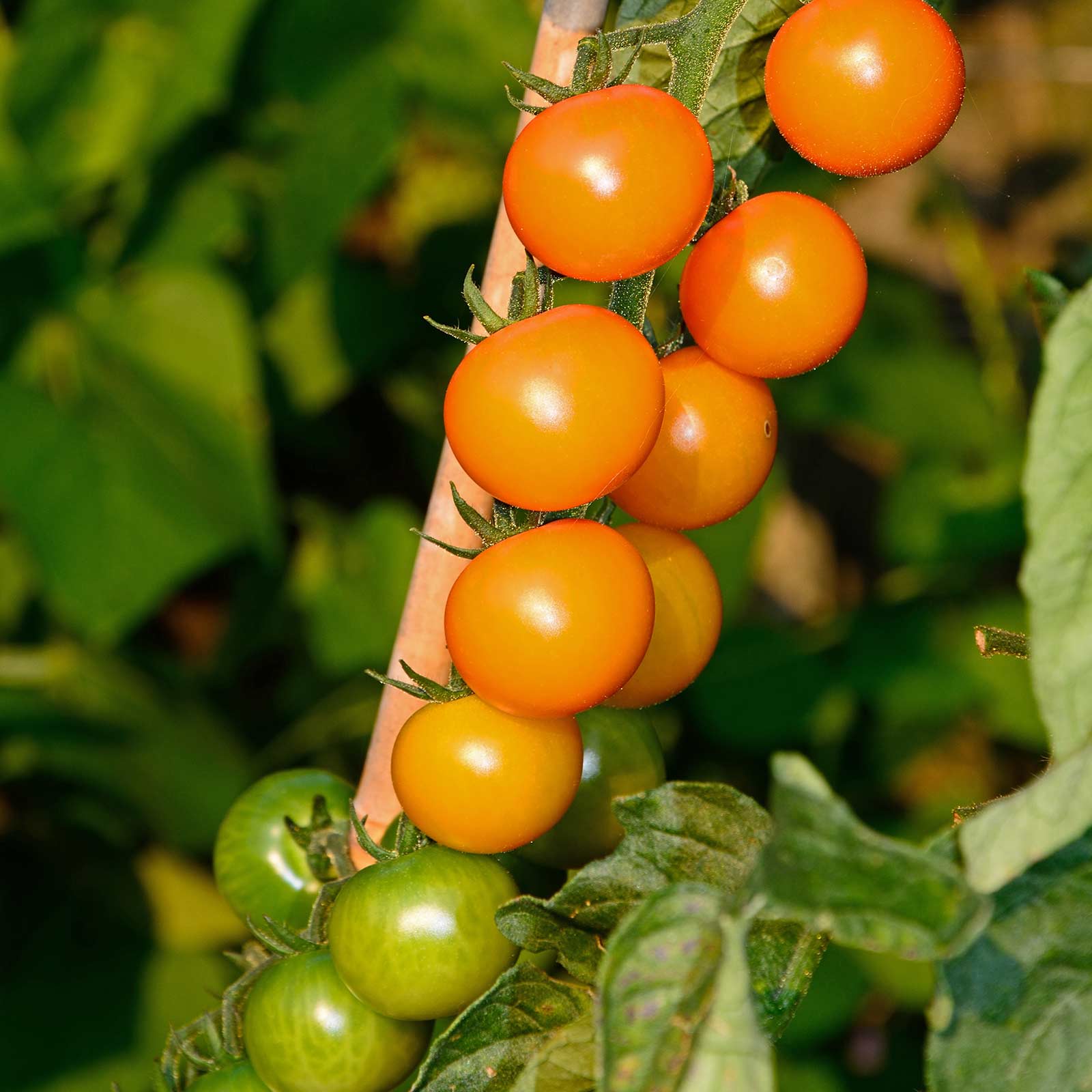 Tomato Garden Seeds - Sun Gold Hybrid - 10 Seeds - Non-GMO, Vegetable  Gardening Seed - AAS Award Winner - Sungold - Walmart.com