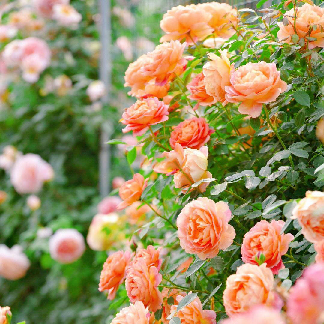 Orange Climbing Rose Seeds