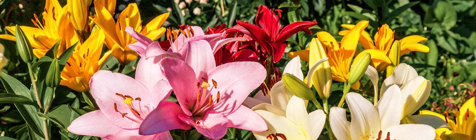 Shop Lily Flower Bulbs | American Meadows