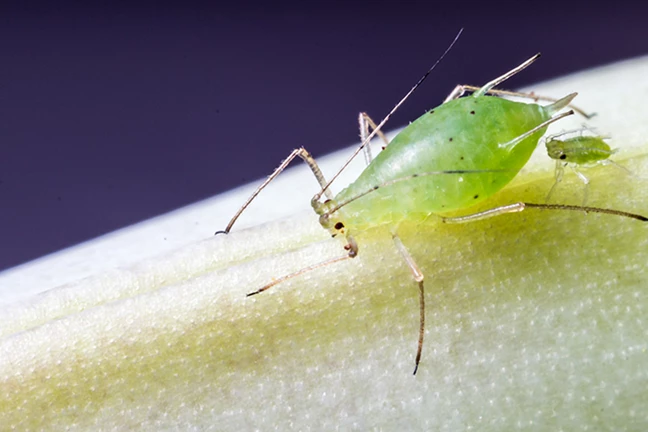 Aphids - very small green mother with small young