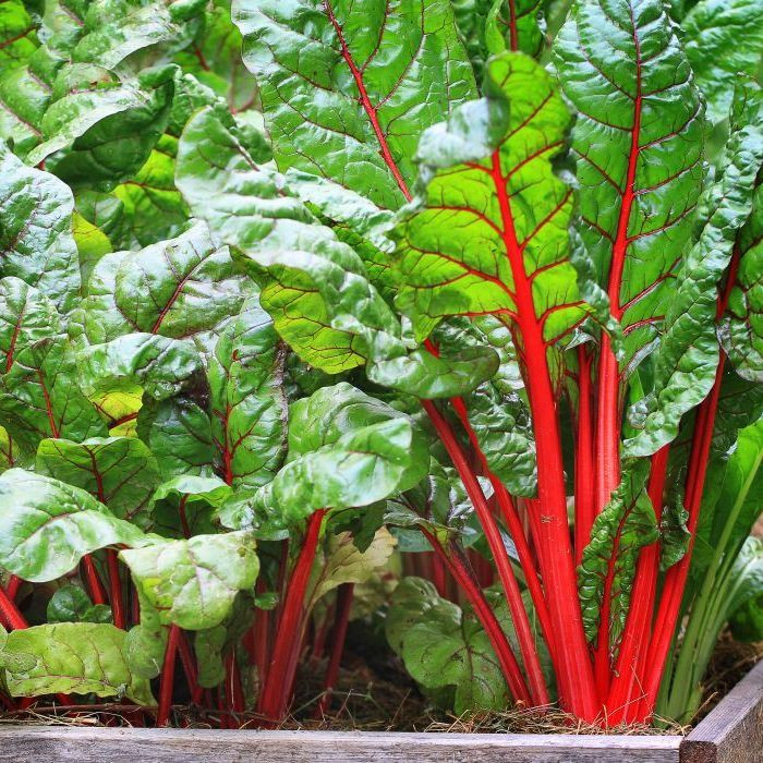 Rhubarb Supreme Organic Swiss Chard Seeds
