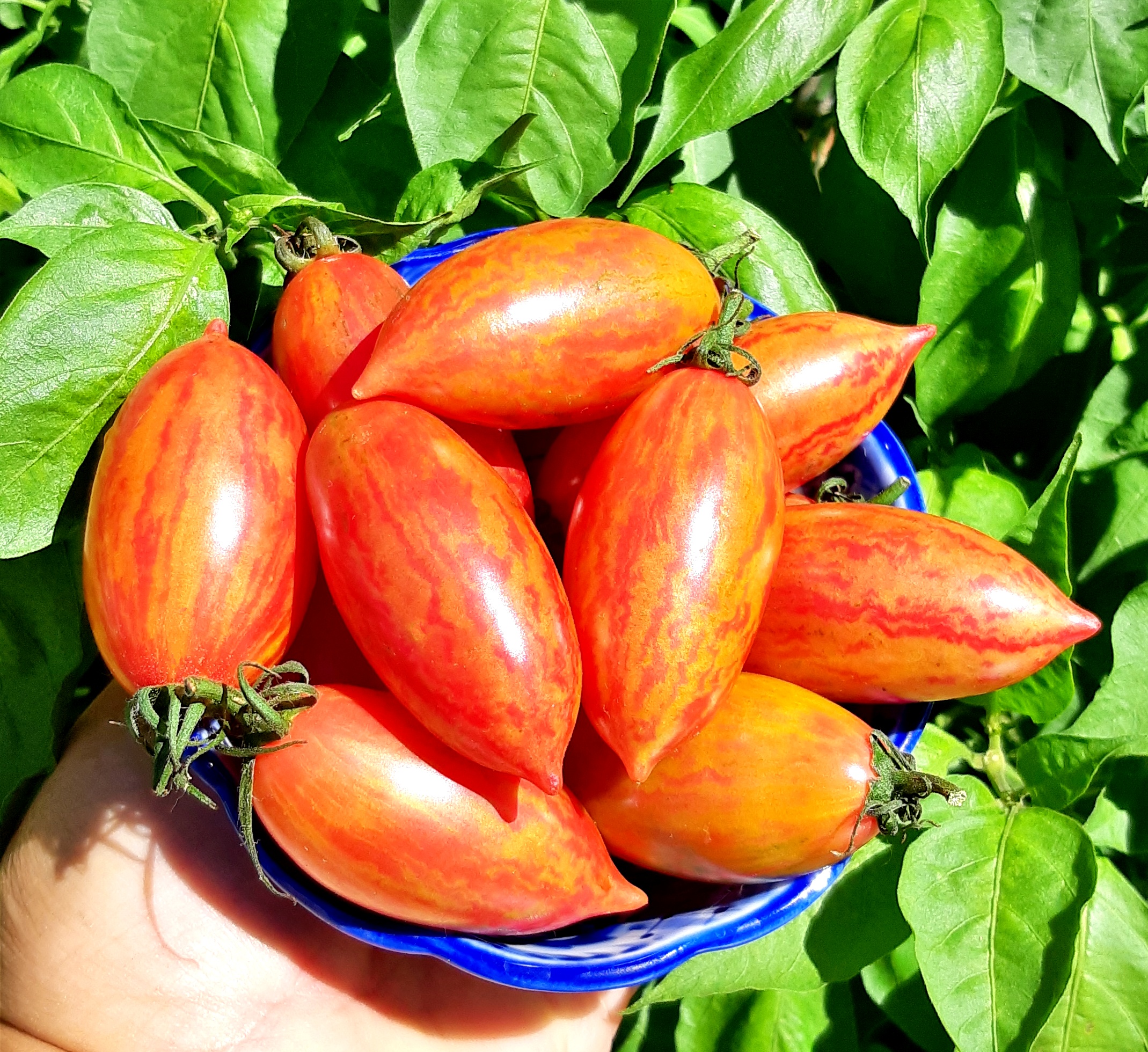 Tomatoes: ARTISAN PINK TIGER Tomato