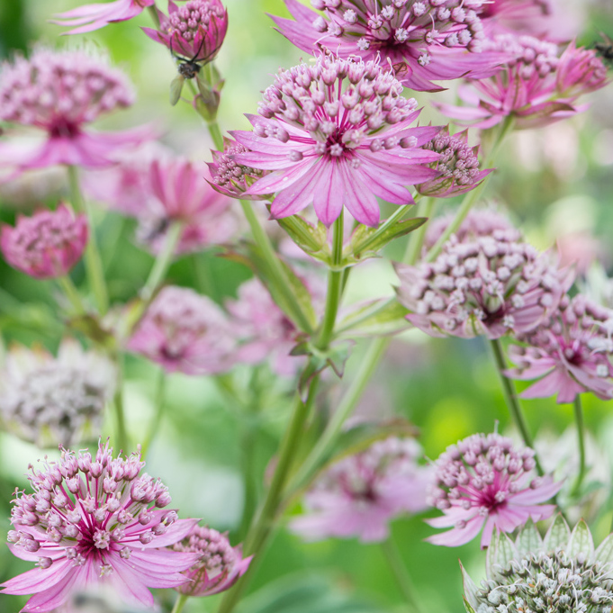 Starry Sky Garden🥰astrantia Major Seeds