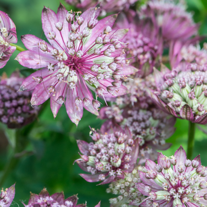 Astrantia Major Seeds