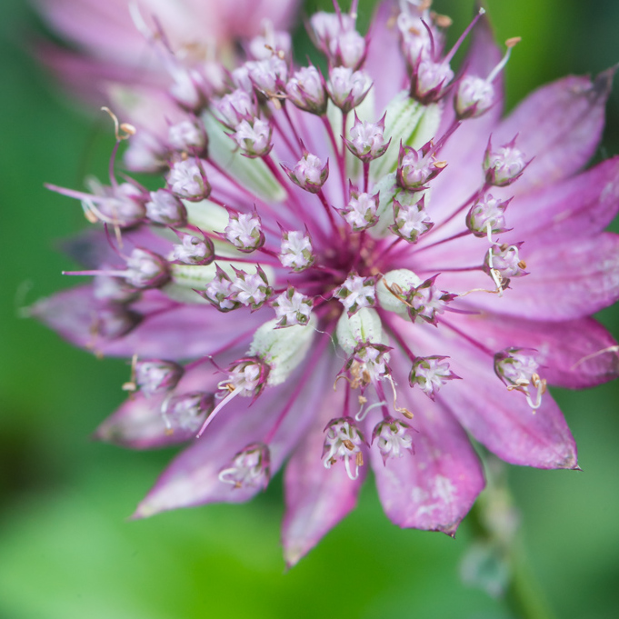 Astrantia Major Seeds