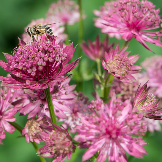Astrantia Major Seeds
