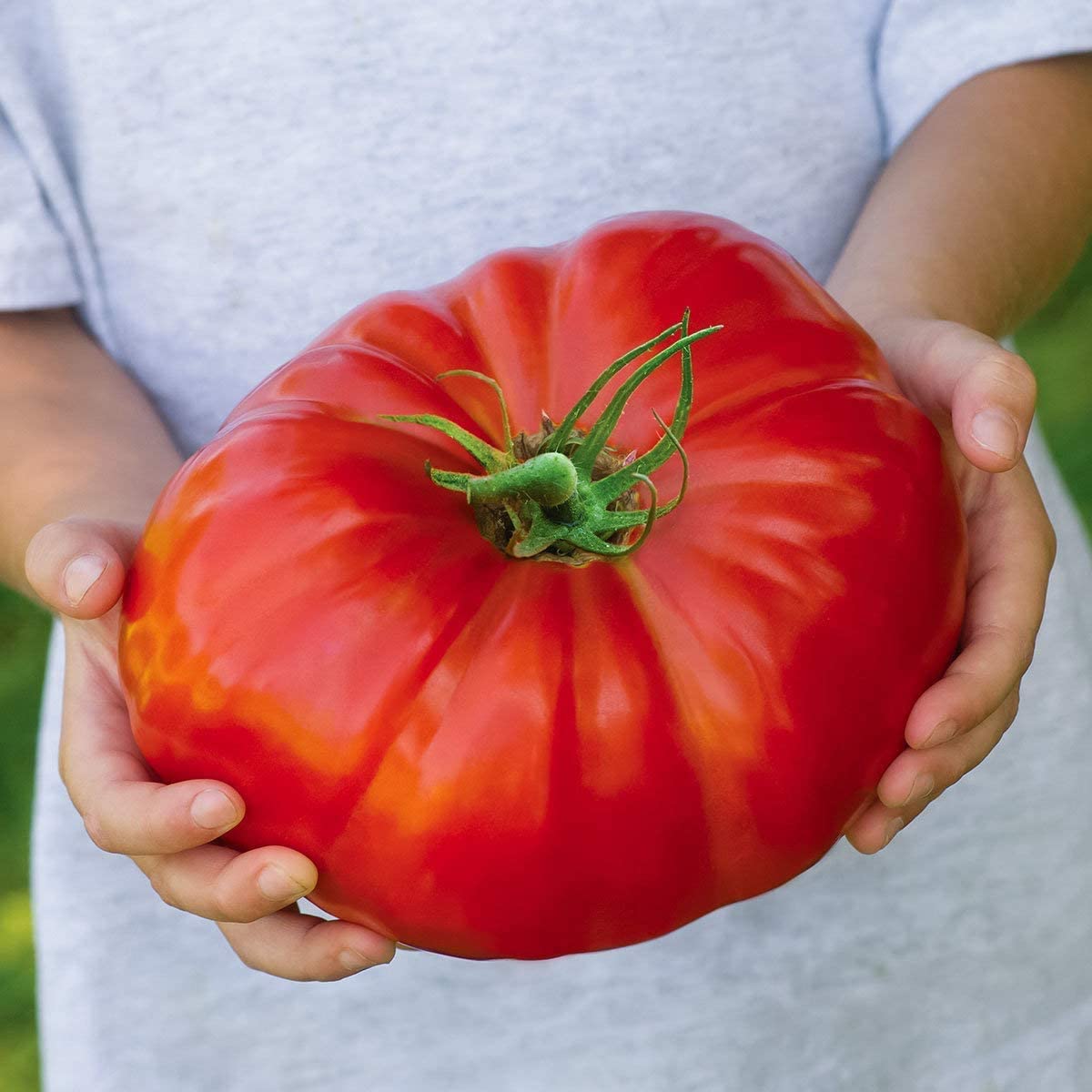 Beefsteak Tomato Seeds for Planting | 100 Seeds | Grow Delicious Beefsteak Tomatoes | Premium Heirloom Organic Seeds, Gardeners Choice - Walmart.com