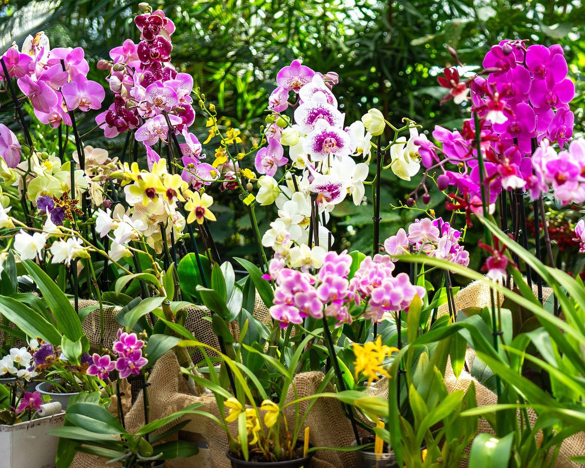 26 Different Types Of Orchids &ndash; With Pictures & Information | Gardening  Know How