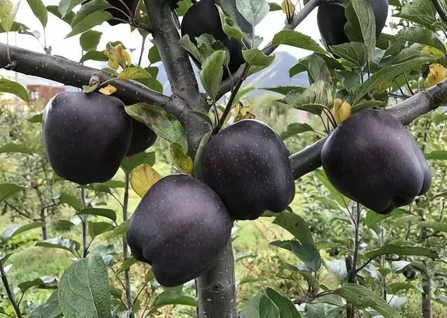 Black Diamond Apple Seeds