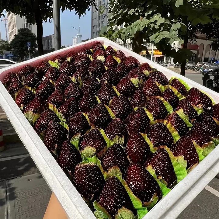 💥50% OFF🍓Climbing Strawberry Tree Mix Seeds✨