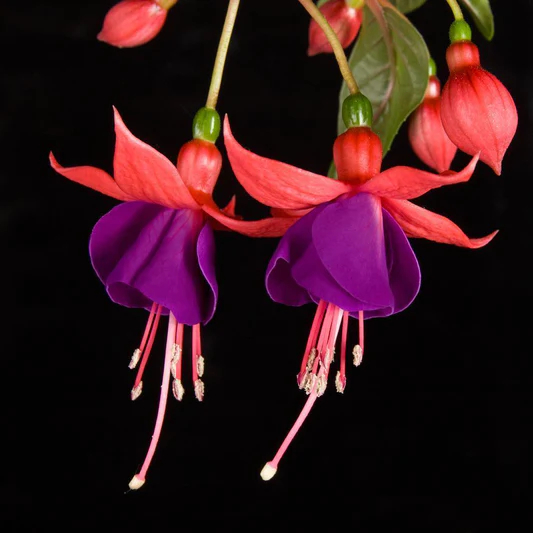 Fuchsia Hybrida Voss Seeds The fairy flower