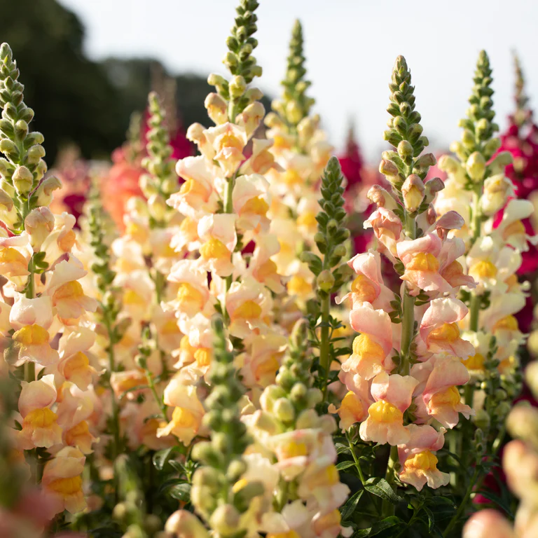 Grow Your Own Snapdragon Spectacle: Unleash the Beauty with Our Premium Snapdragon Seeds!