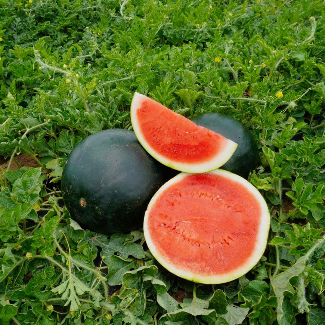 Caudill Seed | Black Diamond Watermelon Seed Supplier