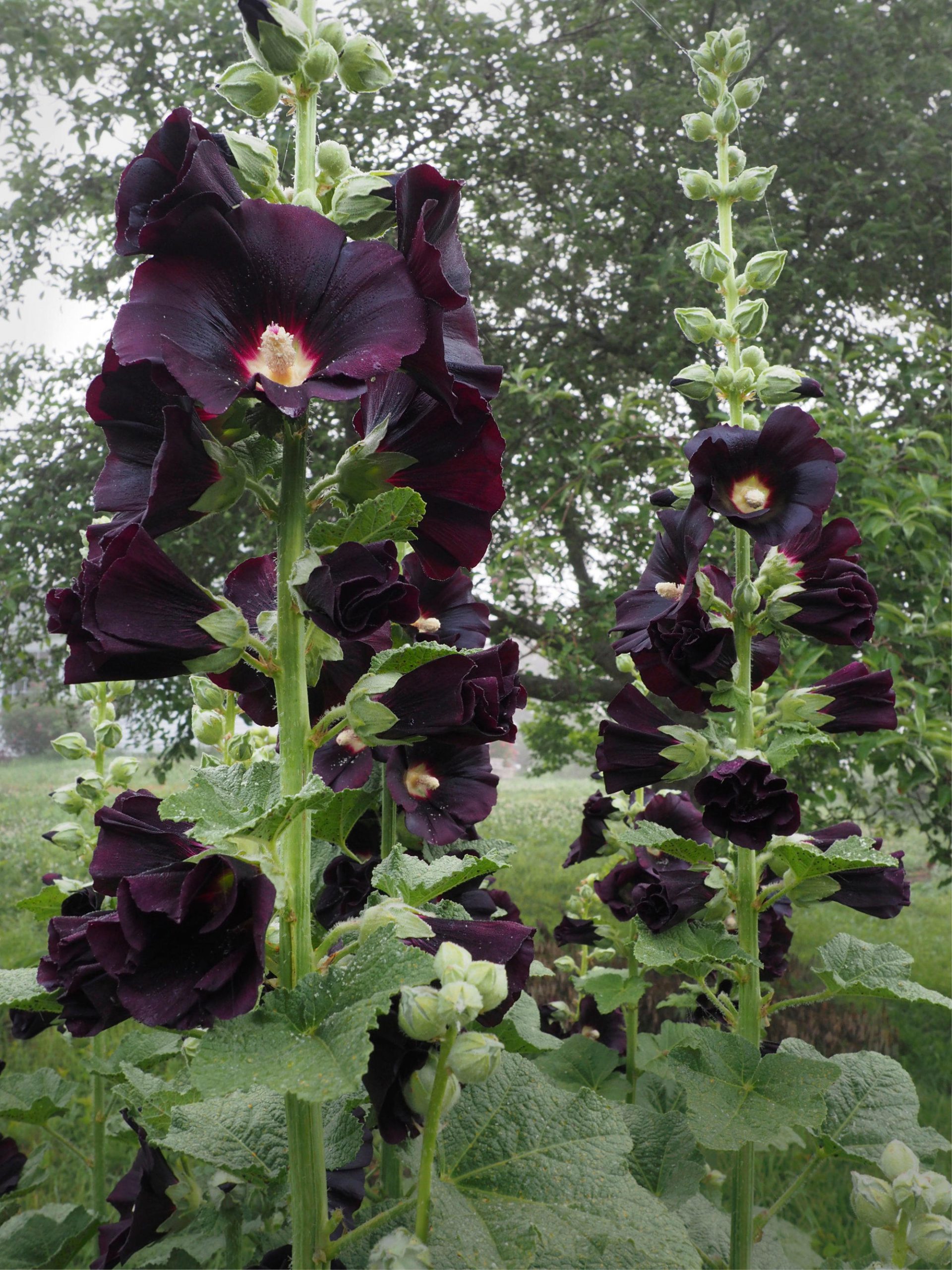Black Hollyhock Natural Dye Grown in Canada - Vibrant Acres