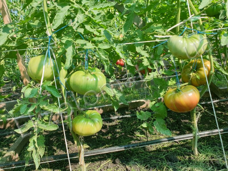 Tomato 'Black Pineapple'