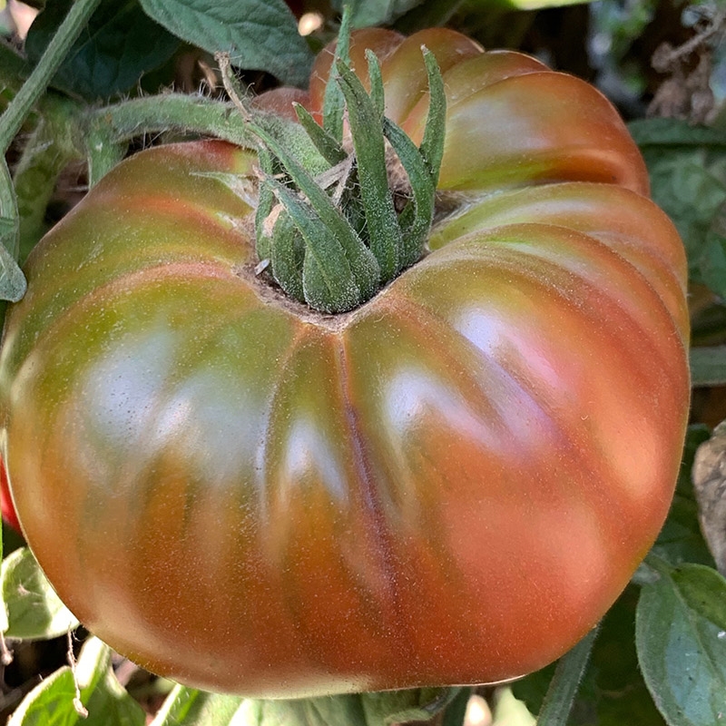 🍍🍅Ananas Noire Black Pineapple Tomato Seeds