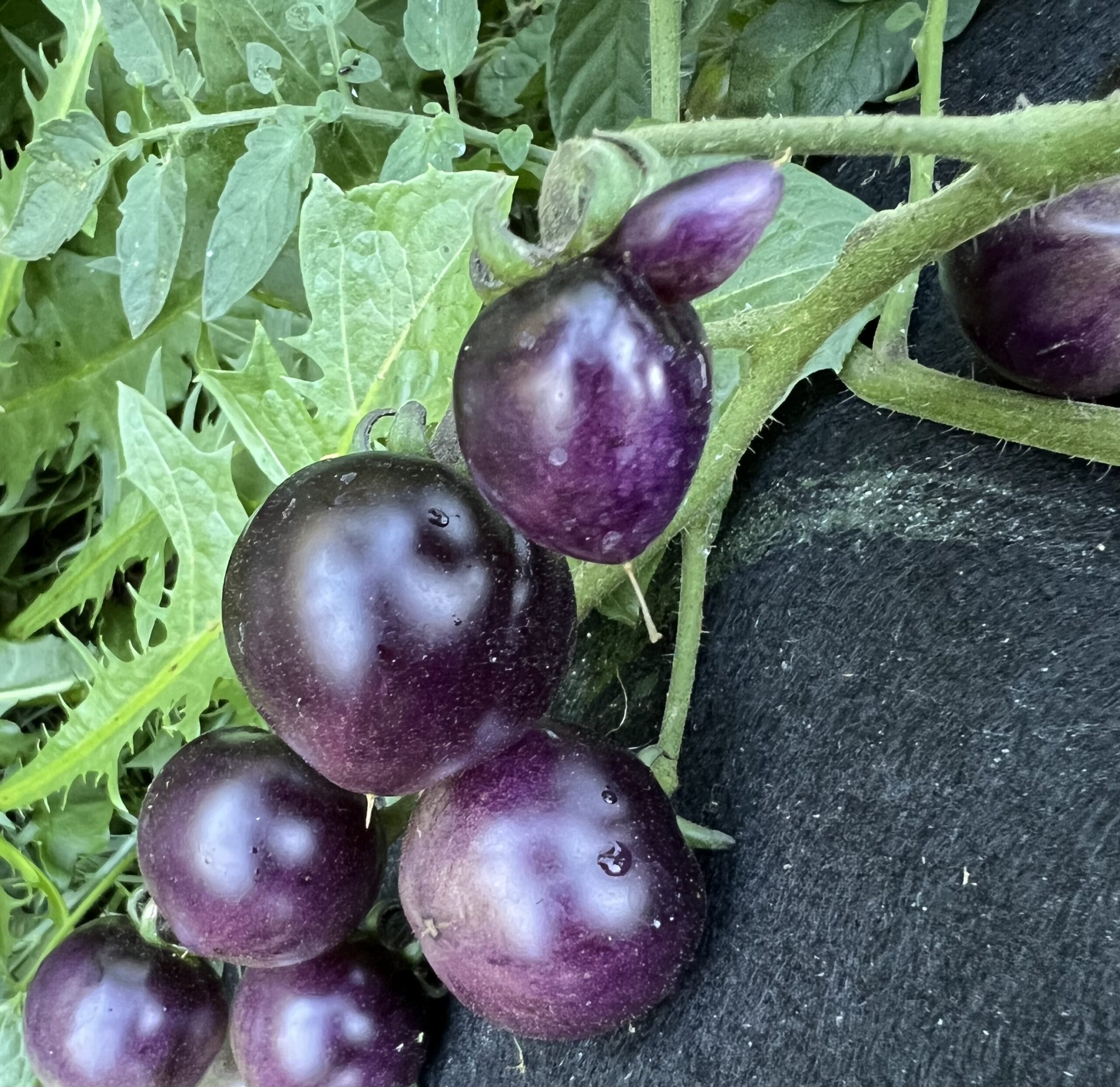 Bosque Blue Tomato Seeds | Organic - Tim's Tomatoes