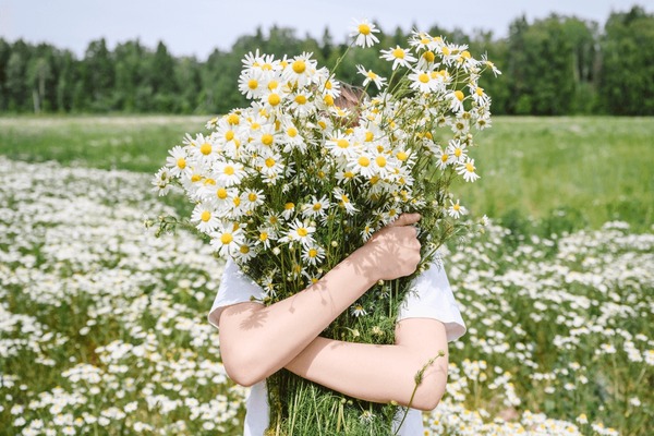 270+ Thousand Chamomile Colored Royalty-Free Images, Stock Photos & Pictures | Shutterstock