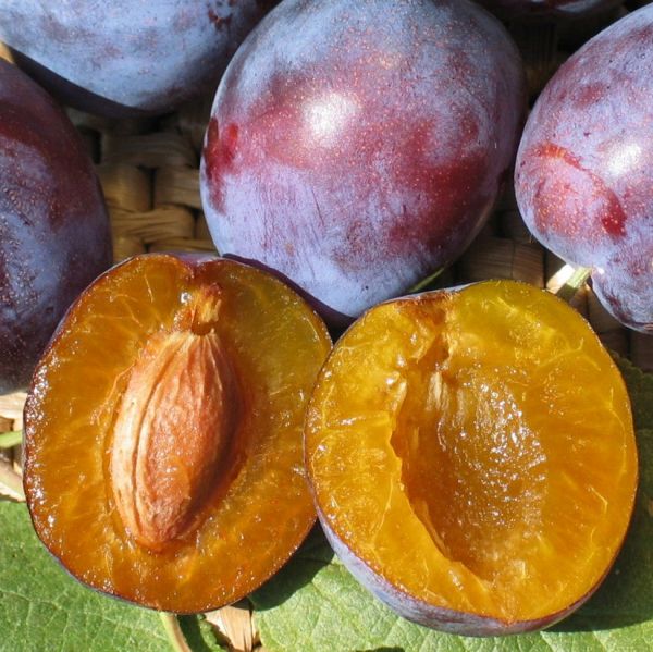 Prune Trees For Sale | Nature Hills Nursery