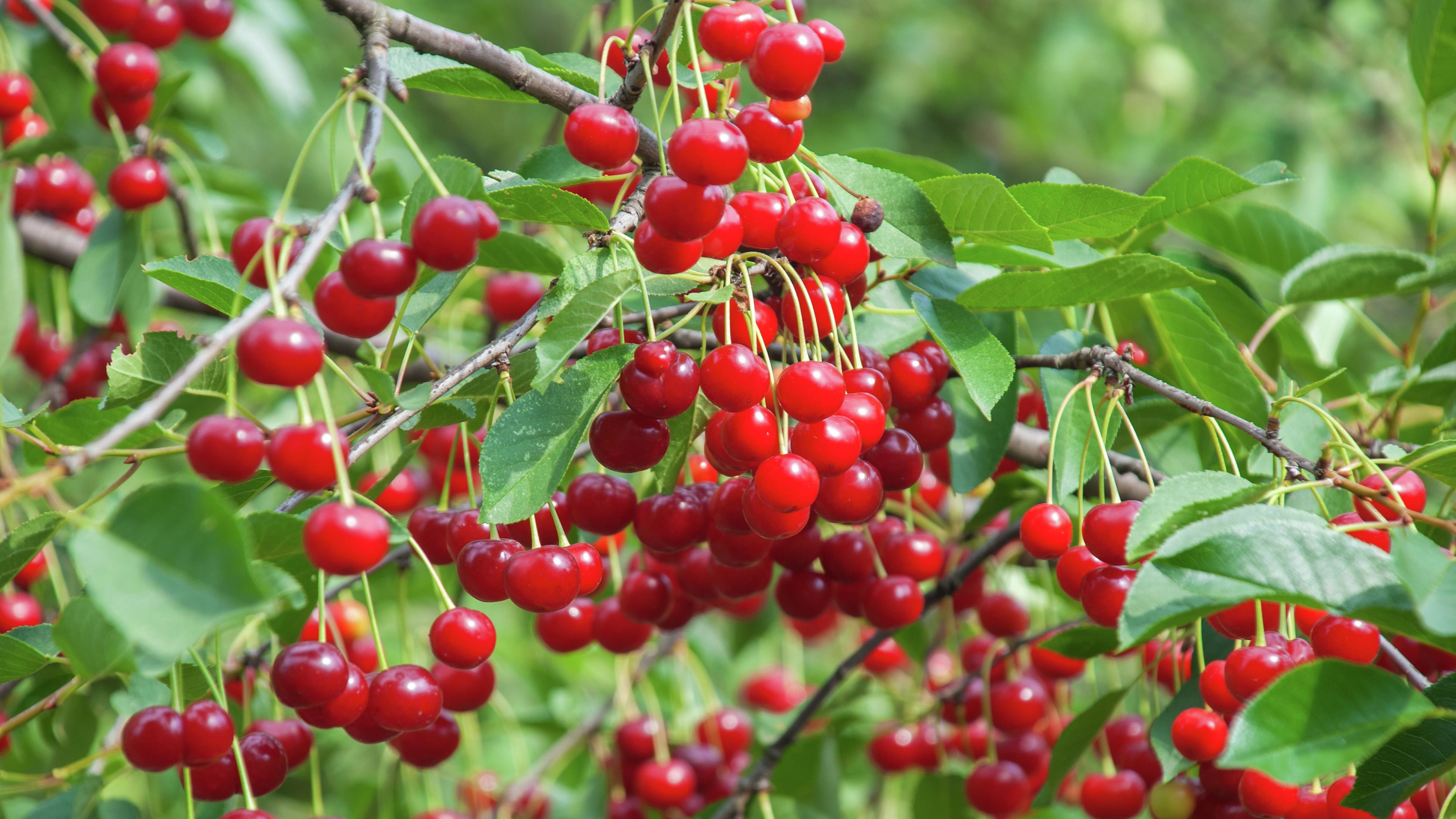 How To Plant And Grow A Cherry Tree - Bunnings Australia