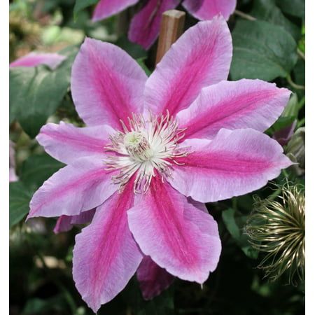 Clematis Dr. Ruppel Seeds 50/100/200PCS