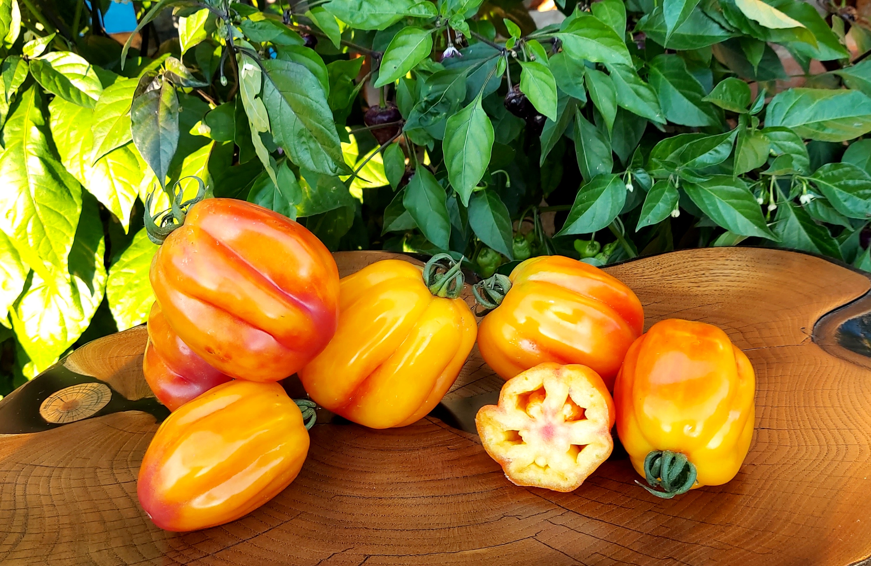 Yellow Tomatoes: CALIFORNIAN TULIP ( Kaliforniyskiy Tyulipan) Tomato