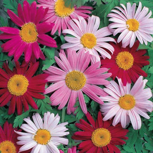 Daisy Flower Seeds Pot Garden Plant