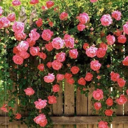50pcs/Bag Climbing Rose Seeds