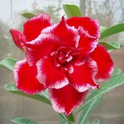 2Pcs Rainbow Desert Rose Seeds