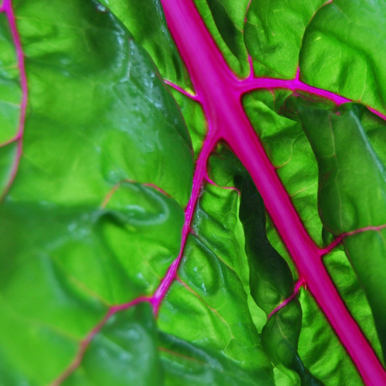 Pink Lipstick Swiss Chard Seeds 