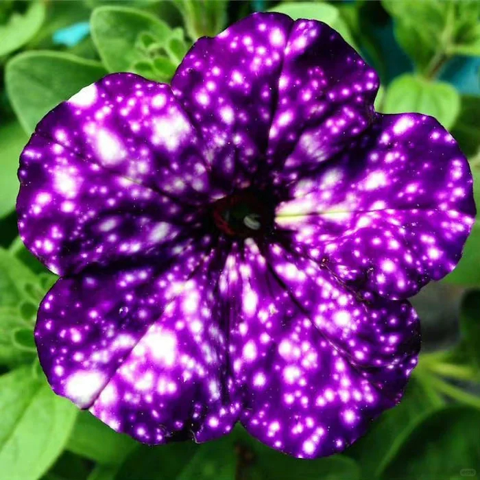 Mystical Star Petunias Seeds