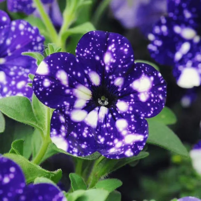 Mystical Star Petunias Seeds