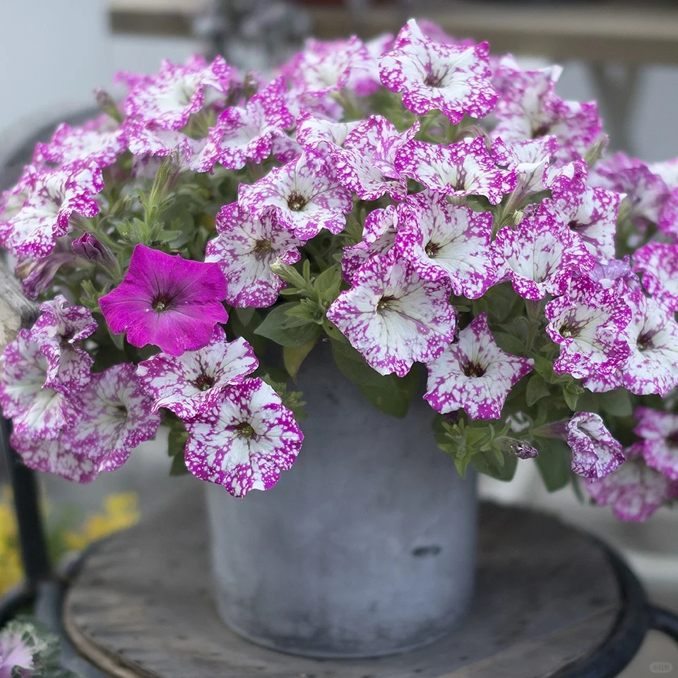 Petunia-Starry Sky Family-Pink Baby's Breath Seeds