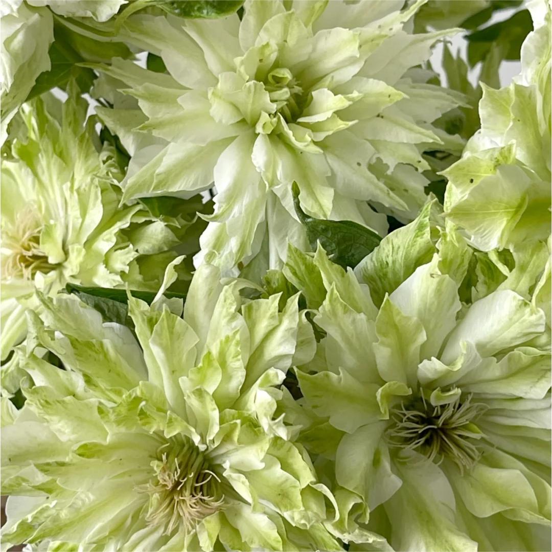Clematis Wind Forest Seeds 50/100/200PCS