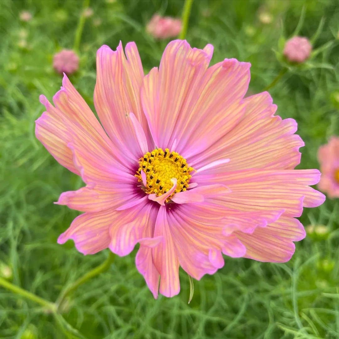 COSMOS APRICOTTA FLOWER | X 50/100/200 SEEDS