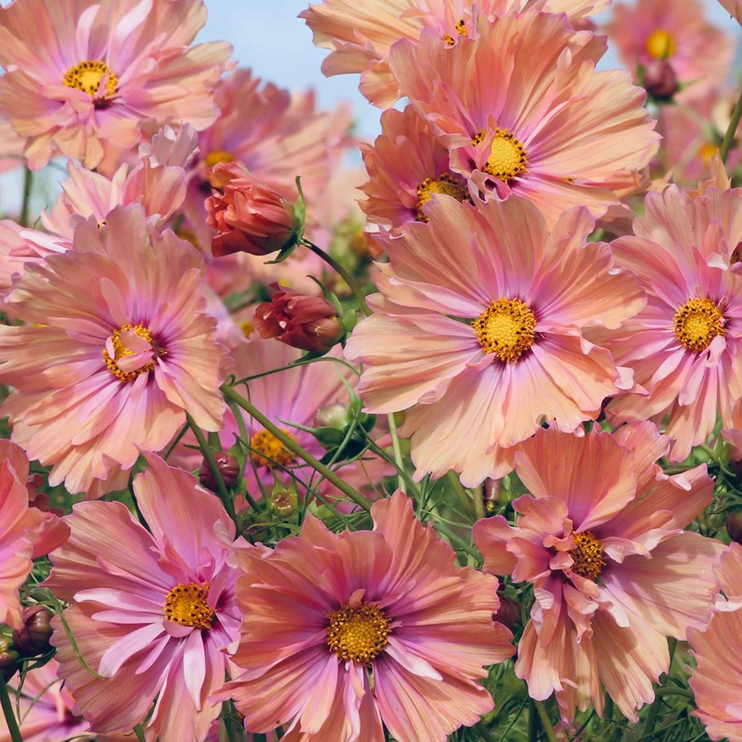 COSMOS APRICOTTA FLOWER | X 50/100/200 SEEDS
