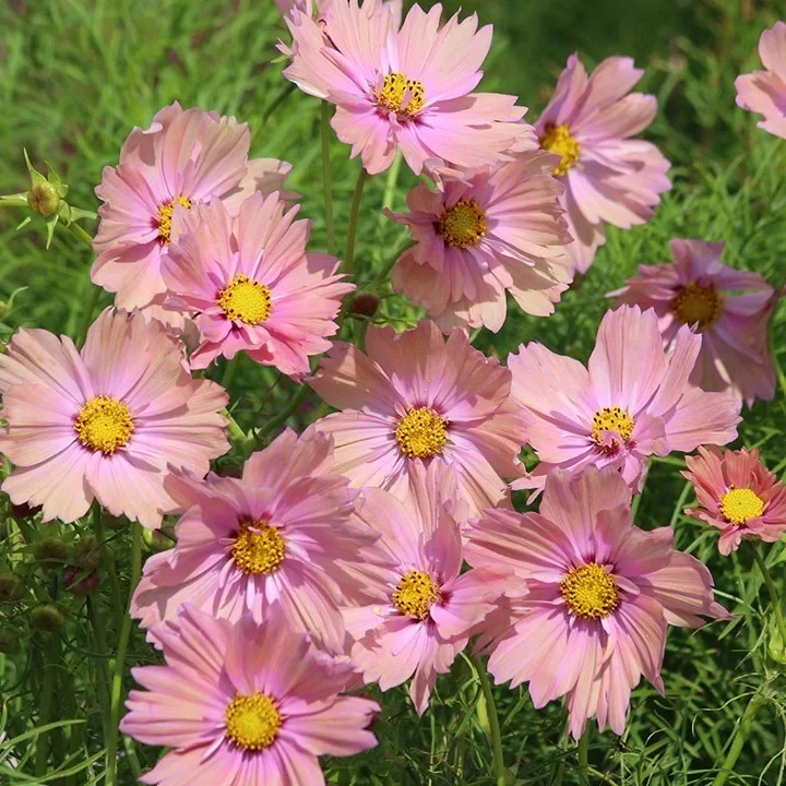 COSMOS APRICOTTA FLOWER | X 50/100/200 SEEDS