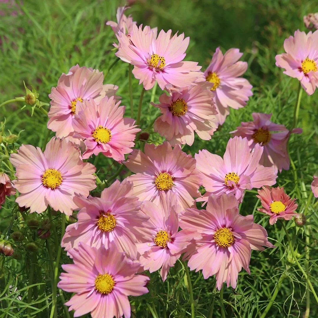 COSMOS APRICOTTA FLOWER | X 50/100/200 SEEDS