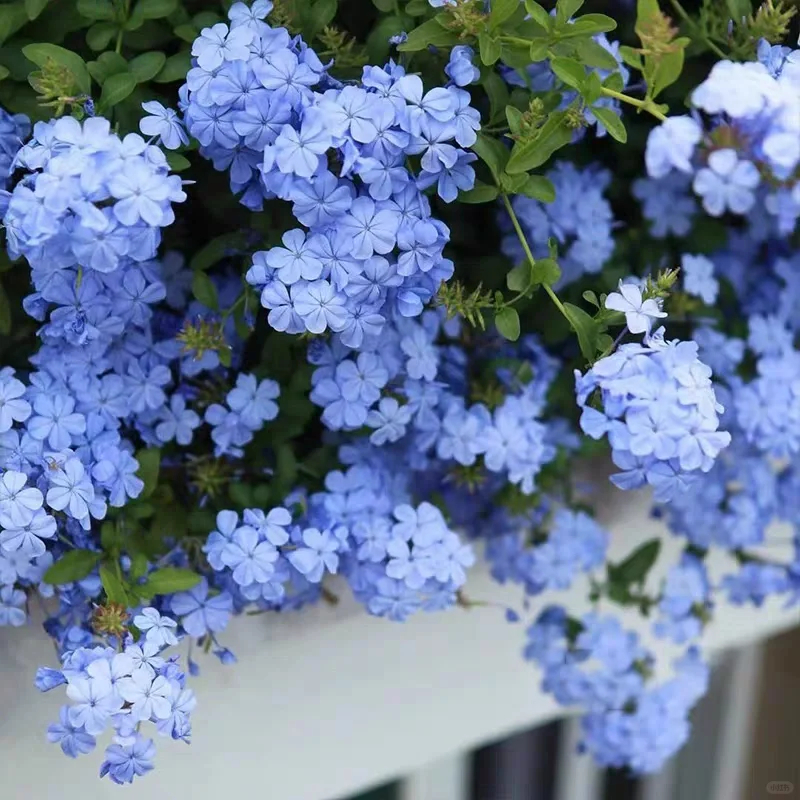 Imperial Blue Plumbago, massive royal blue flowers, heat and drought tolerant, pest resistant, minimum care.