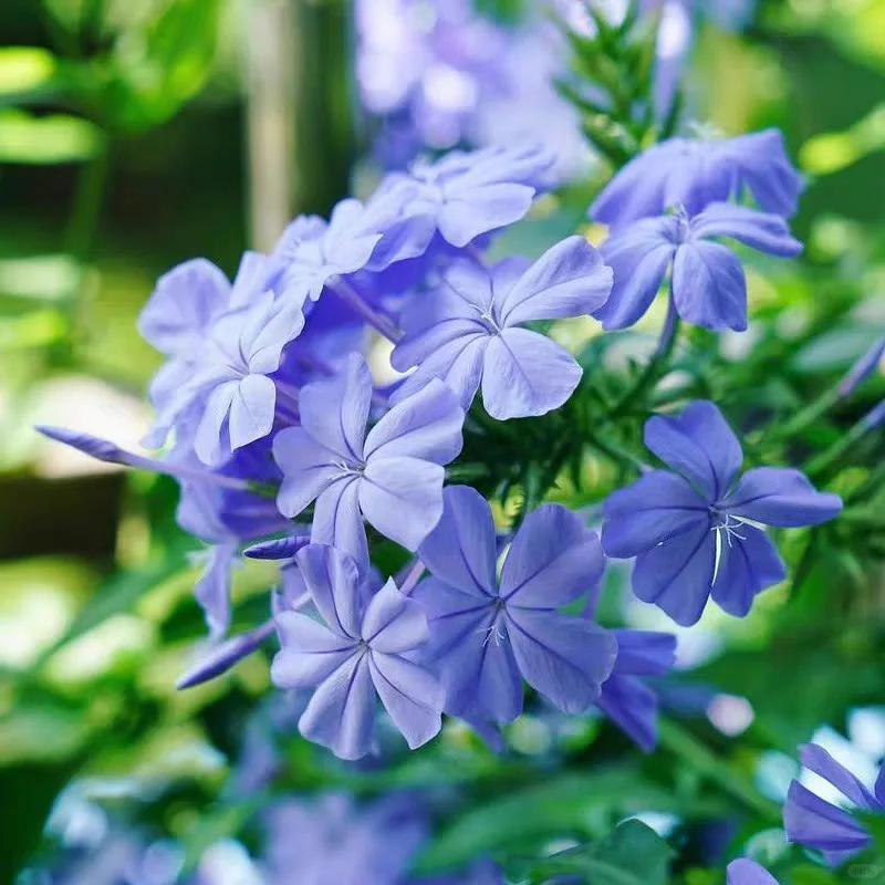 Imperial Blue Plumbago, massive royal blue flowers, heat and drought tolerant, pest resistant, minimum care.