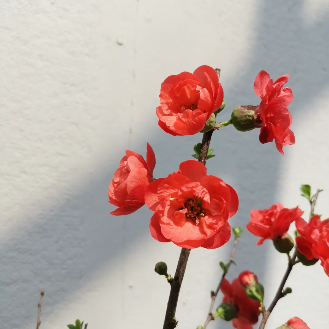 Flowering Quince🌈Also Called Chaenomeles Speciosa
